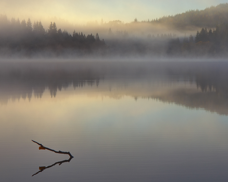 mist and submerged branch