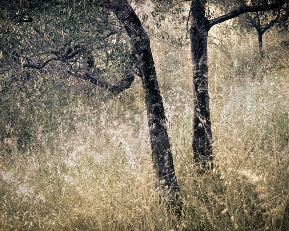 Olive Trees and Grass, Umbria.