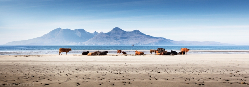 Cows at Laig Bay, Isle of Eigg
