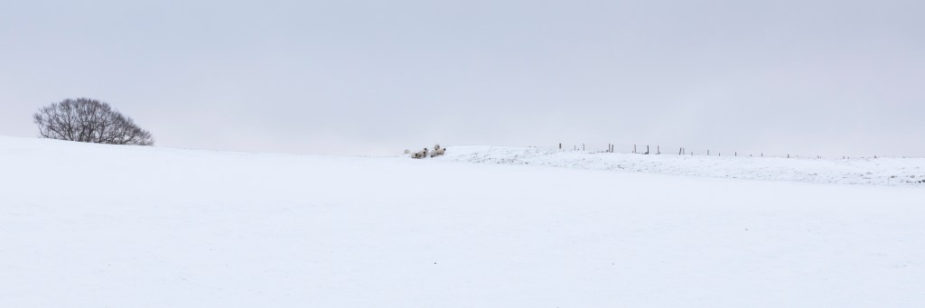 sheep and snow